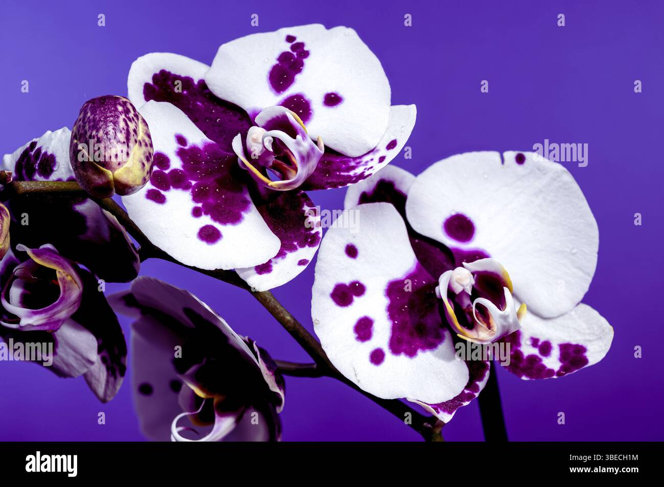 Elegante weiße Orchideenblüten mit tiefvioletten Flecken, vor einem leuchtenden, massiven violetten Hintergrund, Odessa, Ukraine, Europa Stockfoto