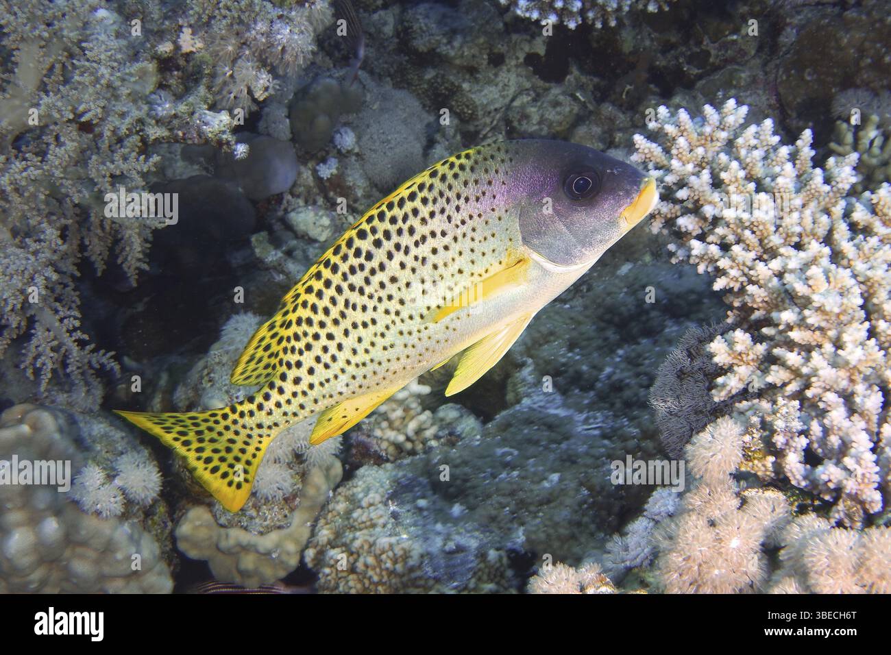 Schwarz gepunktete Süßlippen (Plectorhinchus gaterinus) Stockfoto