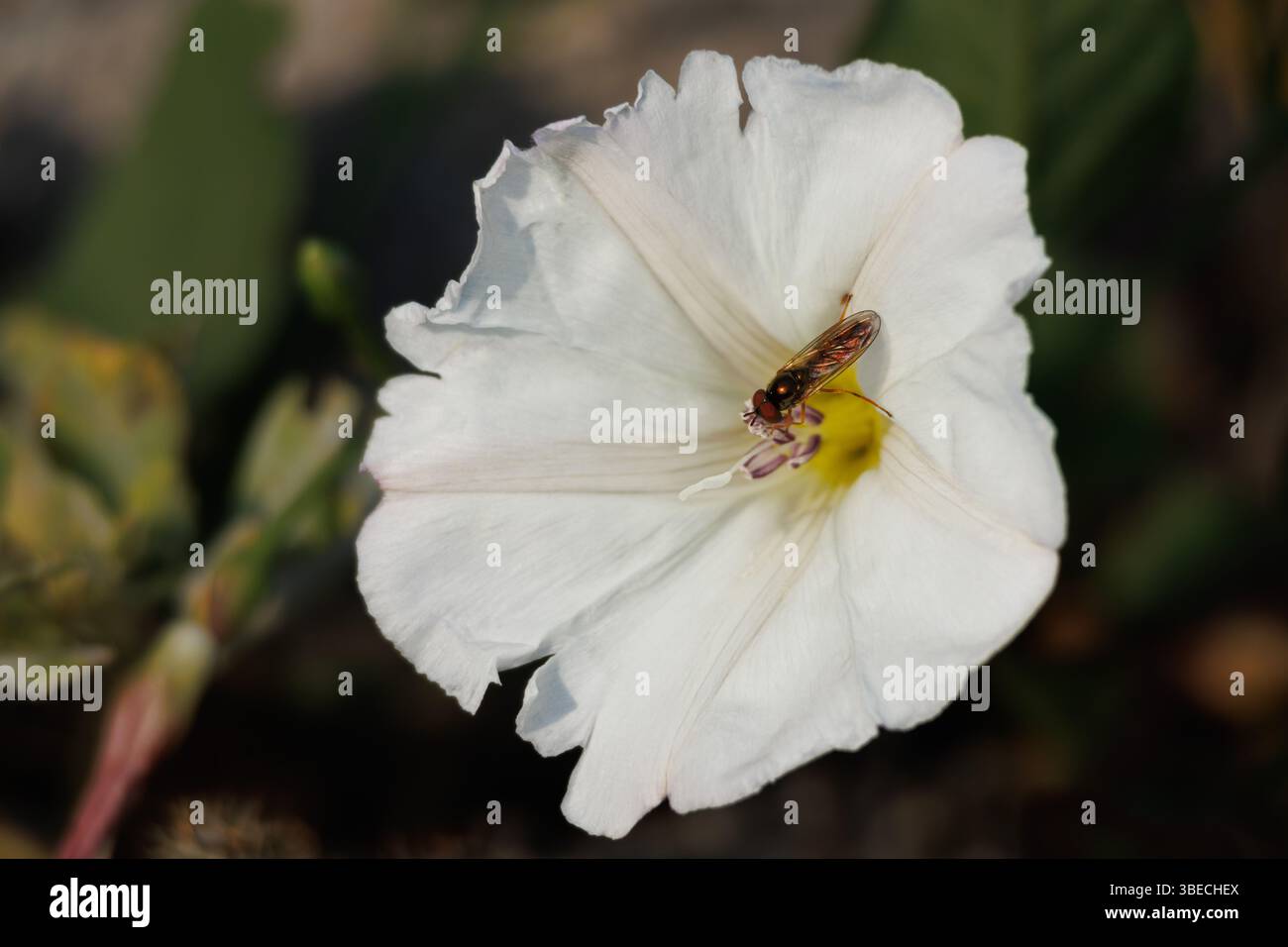 Bienenfliege Sphaerophoria scripta auf wilder Glockenblume Convolvulus arvensis, Lorcha, Spanien Stockfoto