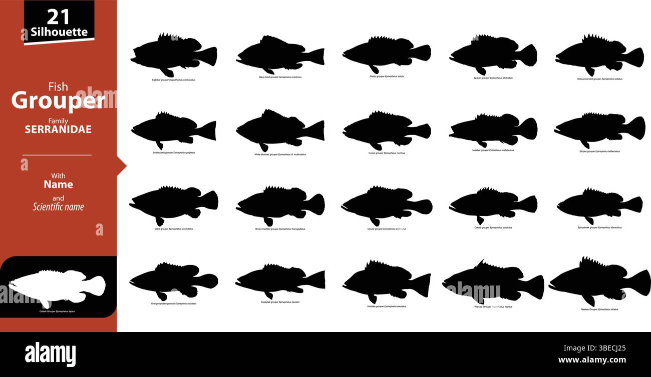 Gruppenfischarten Silhouette Vektor-Set mit Namen und wissenschaftlichen Namen – Serranidae Family Collection Stock Vektor