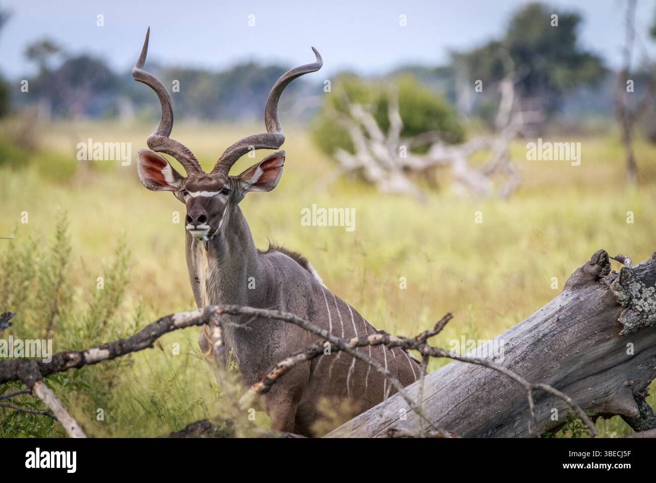 Ein Kudu mit der Kamera im Okavango-Delta, Botswana, Afrika Stockfoto