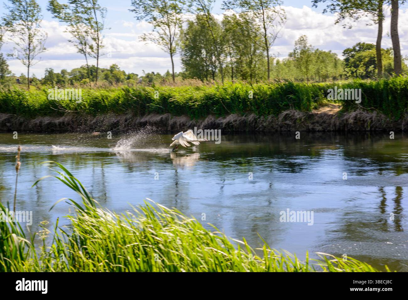 Schwan (Cygnus) startet vom Wasser, Hampshire Avon Stockfoto