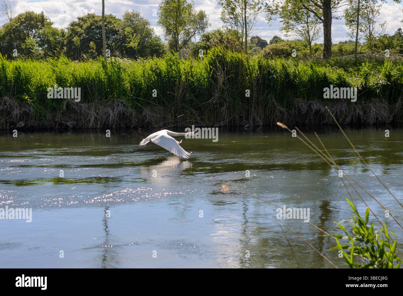 Schwan (Cygnus) startet vom Wasser, Hampshire Avon Stockfoto