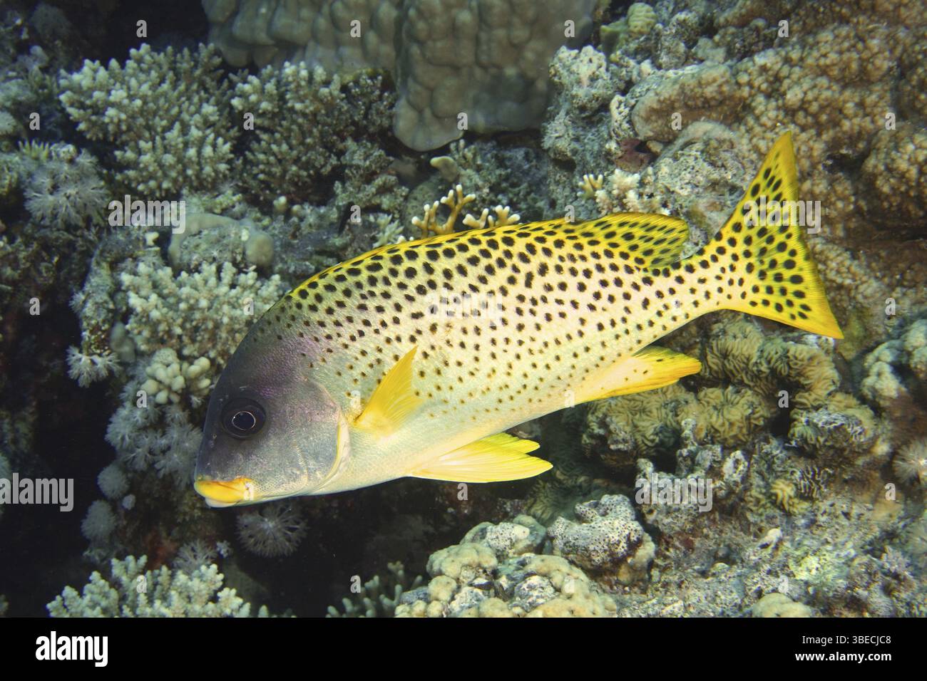 Schwarz gepunktete Süßlippen (Plectorhinchus gaterinus) Stockfoto