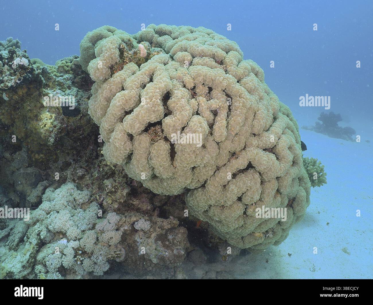 Bubble Coral (Plerogyra sinuosa) Stockfoto