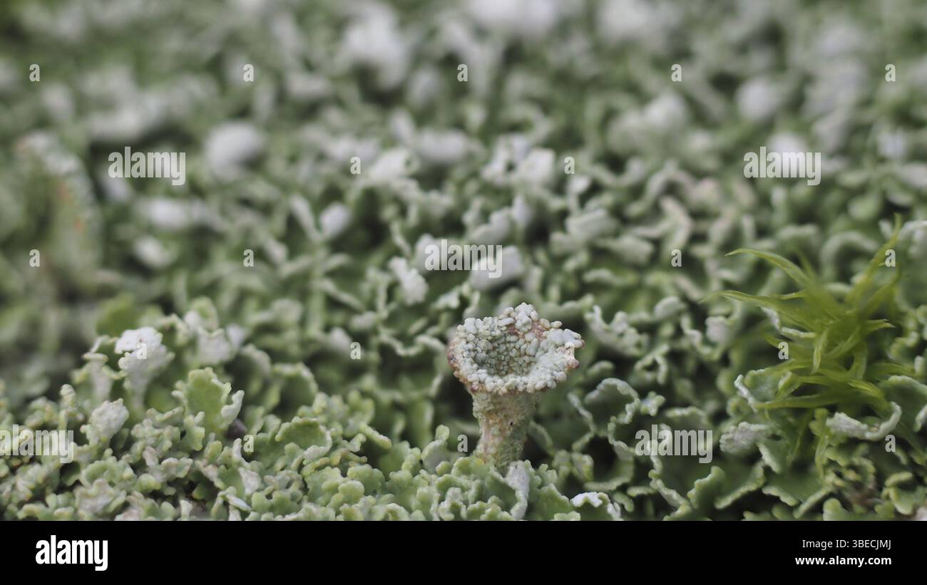 Echte Becherflechte (Cladonia pyxidata) Stockfoto