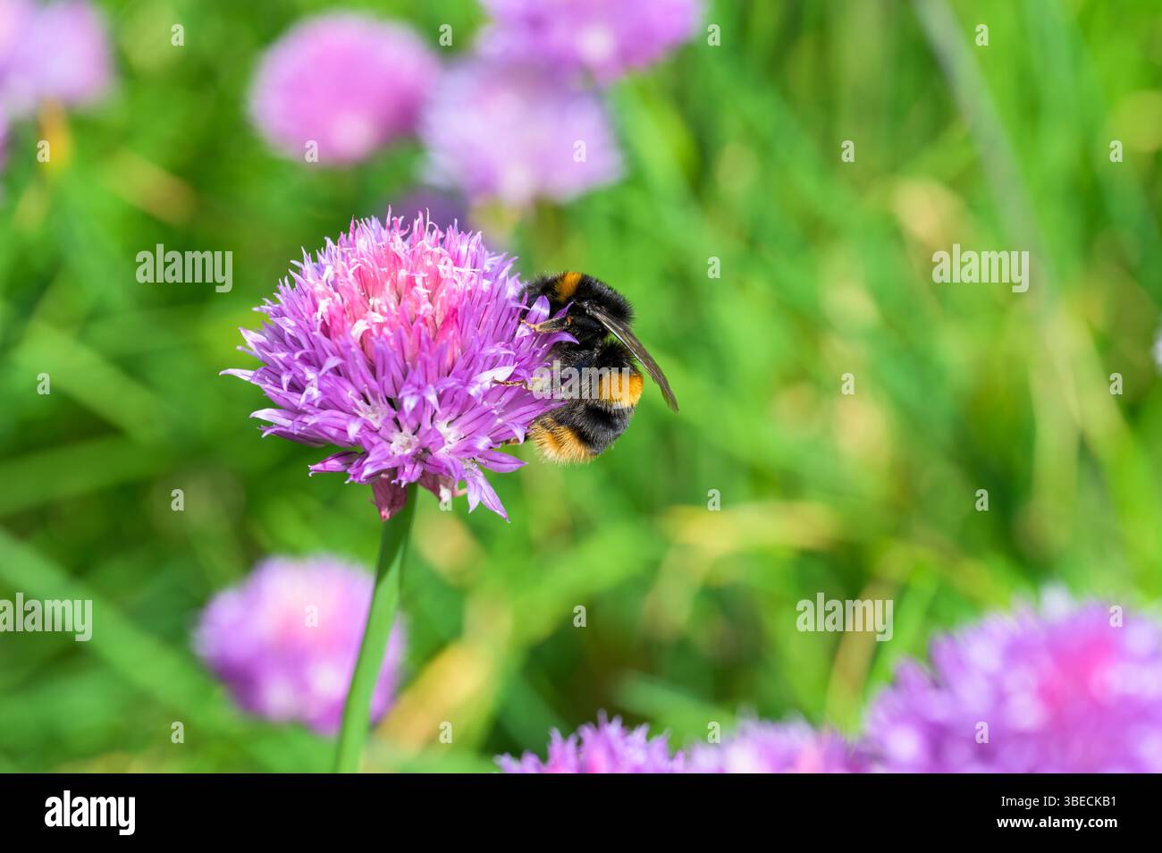 Bienen sammeln Pollen von einer Schnittlauchblume, Großbritannien Stockfoto