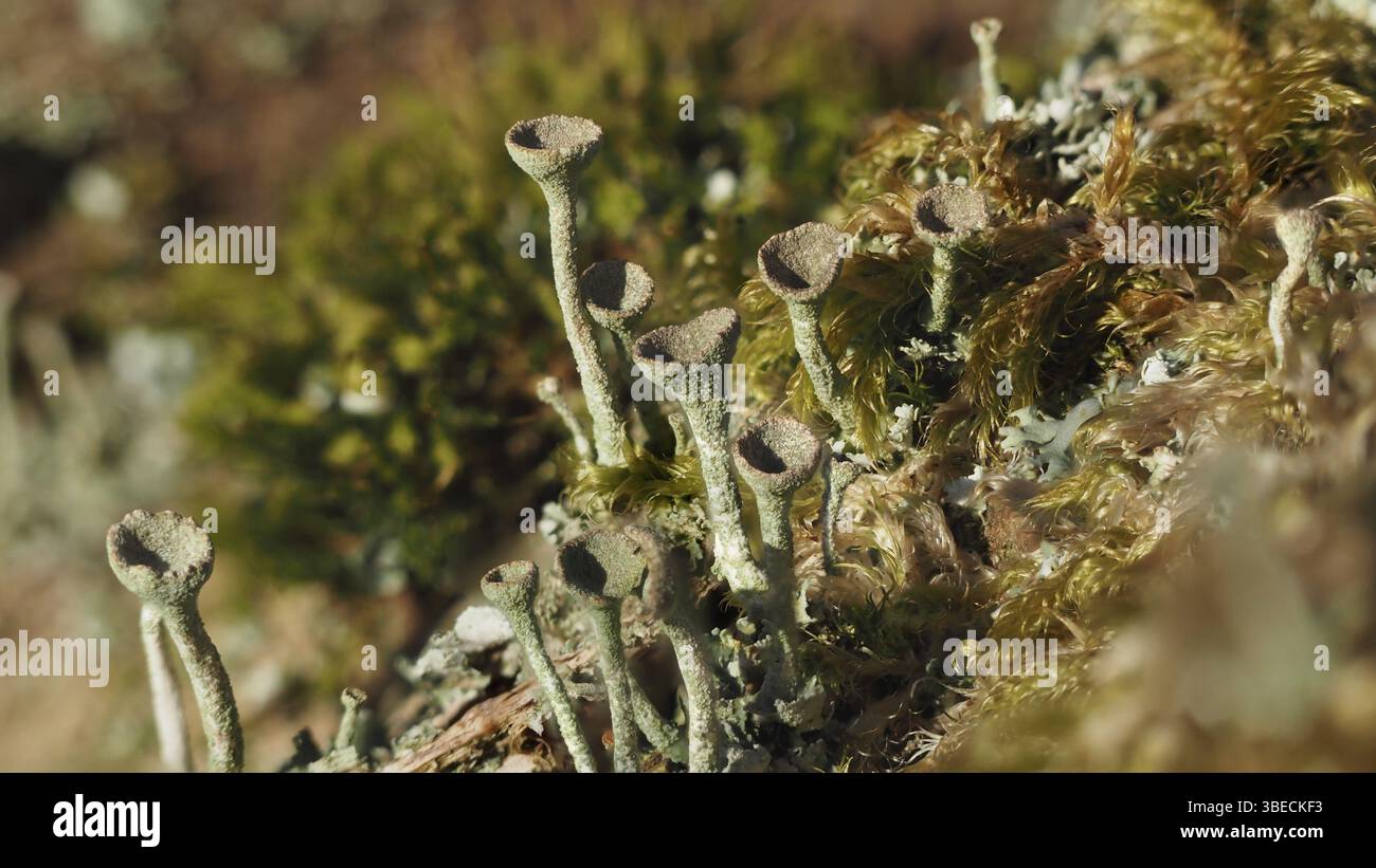 Rötliche Trompetenflechte (Cladonia grayi) Stockfoto