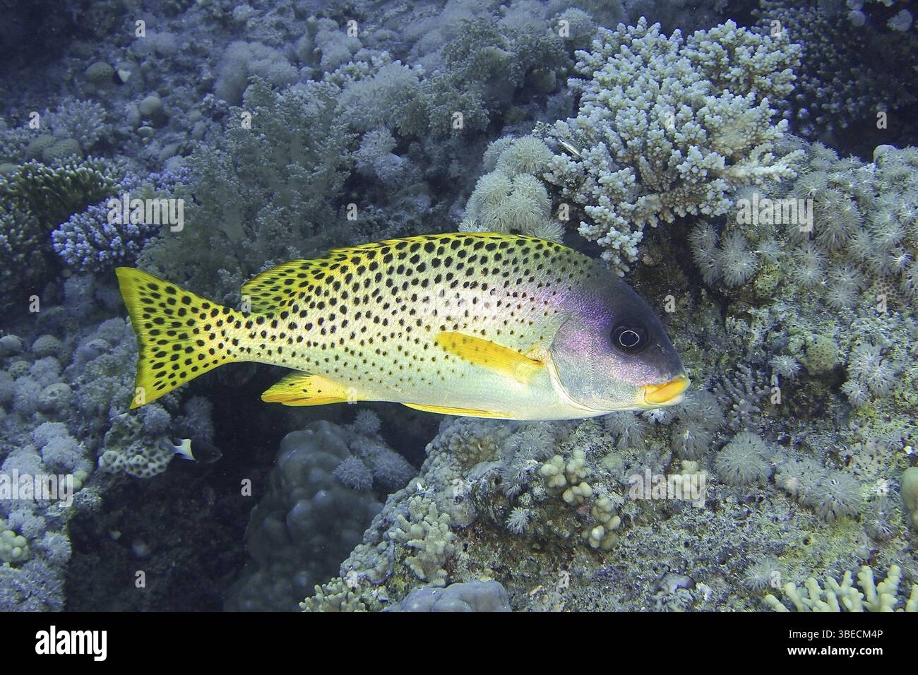 Schwarz gepunktete Süßlippen (Plectorhinchus gaterinus) Stockfoto