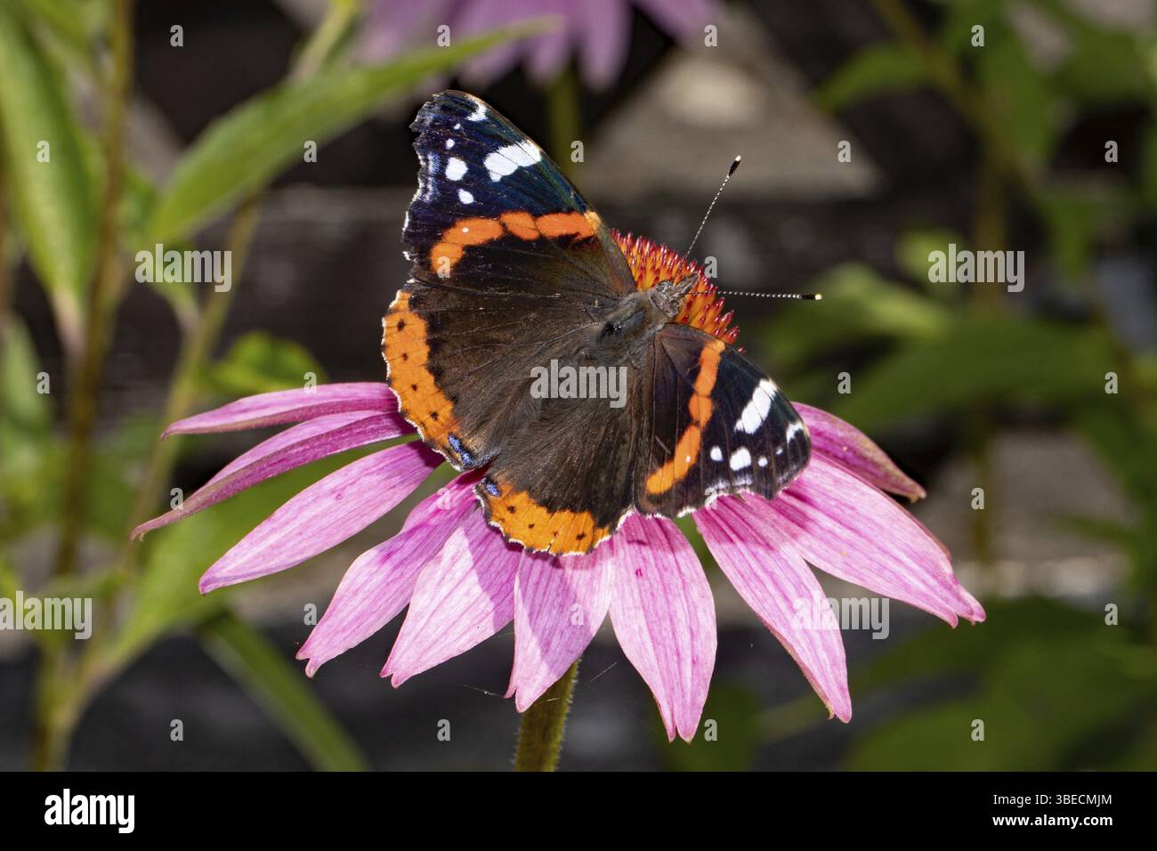 Admiral (Vanessa Atalanta) Stockfoto