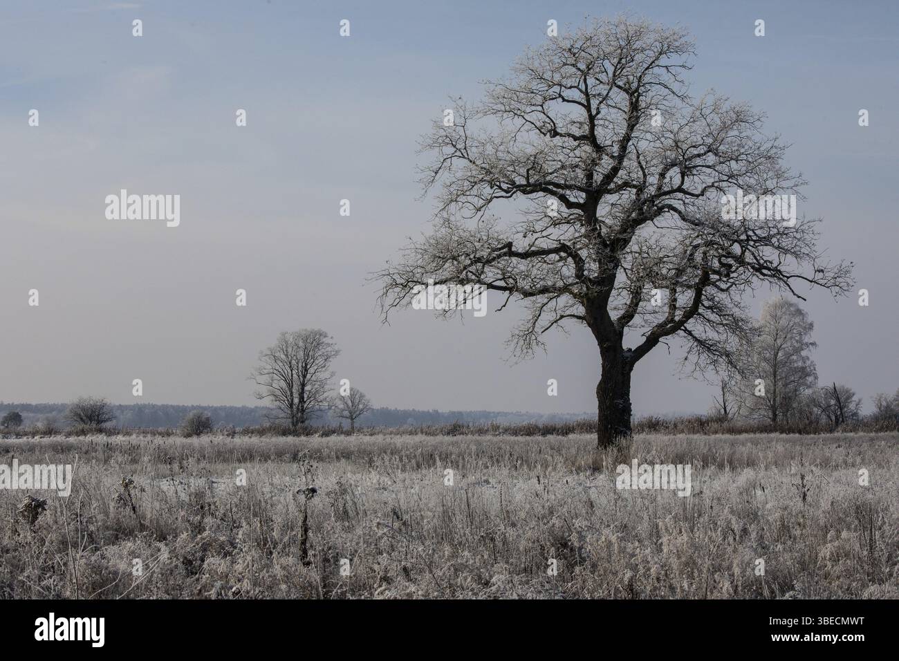 Alte Eiche in Winterzauber Stockfoto
