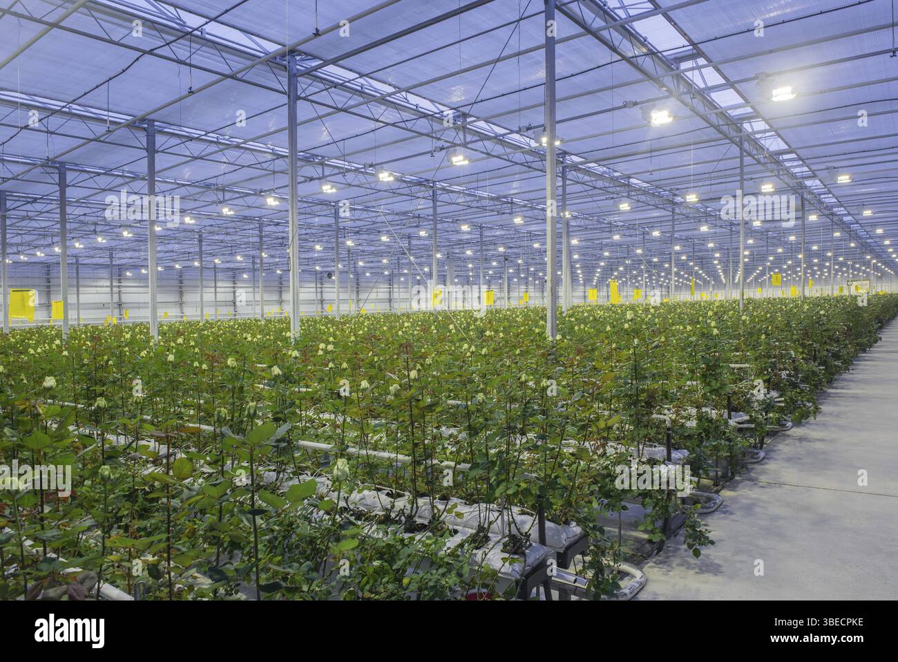 Großes Gewächshaus mit Rosen mit brennendem Licht am Abend Stockfoto