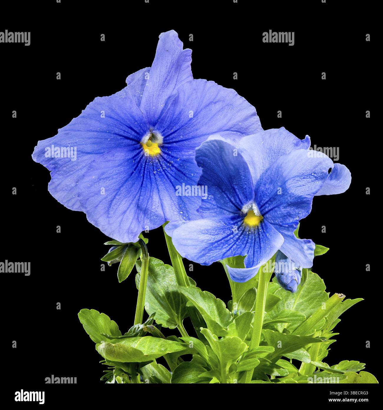 Nahaufnahme zweier hellblauer Stiefmütterchen, bedeckt mit Wassertropfen auf schwarzem Hintergrund. Die zarten Blütenblätter haben dunkelblaue Adern und einen hellen Glanz Stockfoto