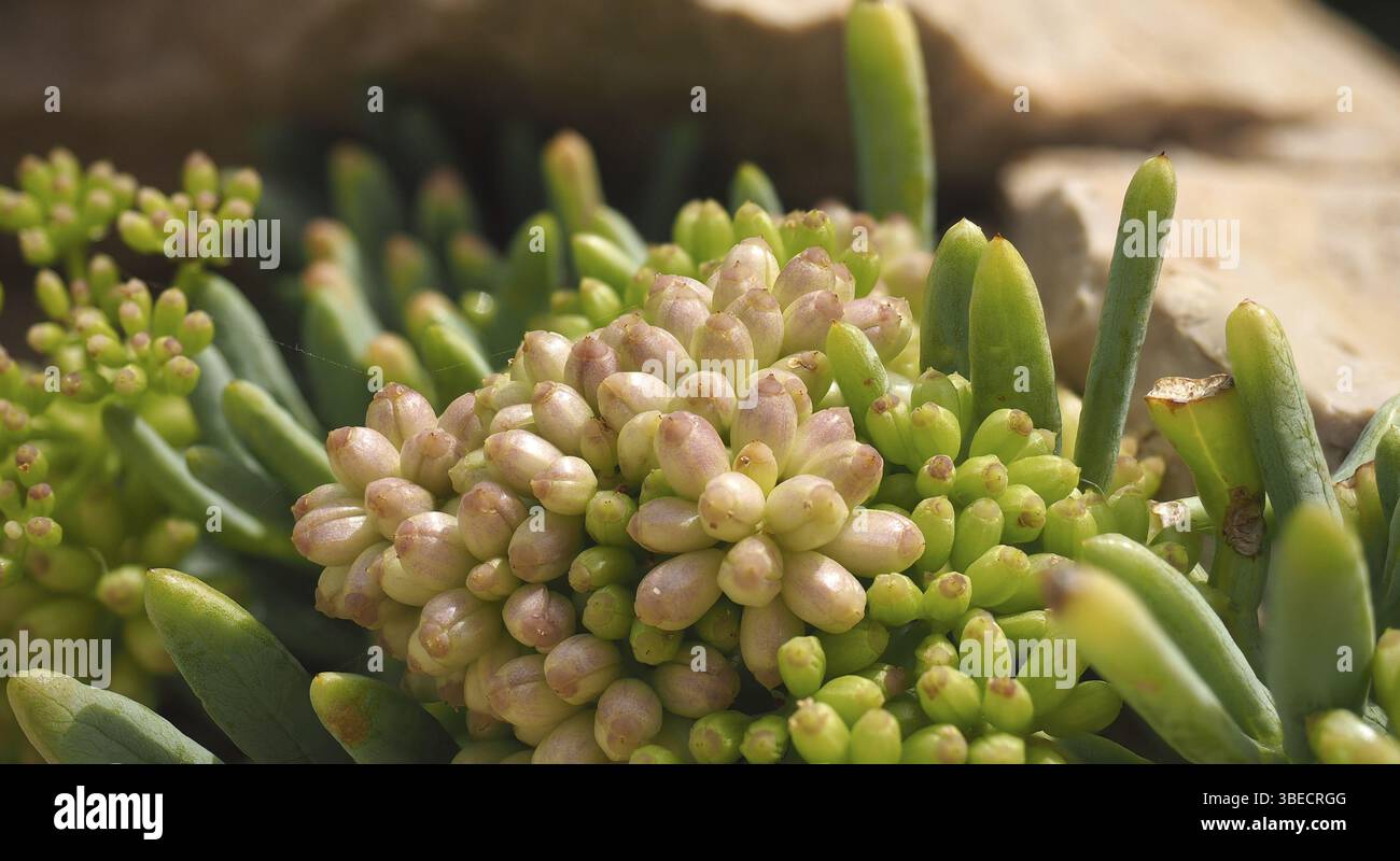 Meerfenchelblume (Crithmum maritimum) Stockfoto