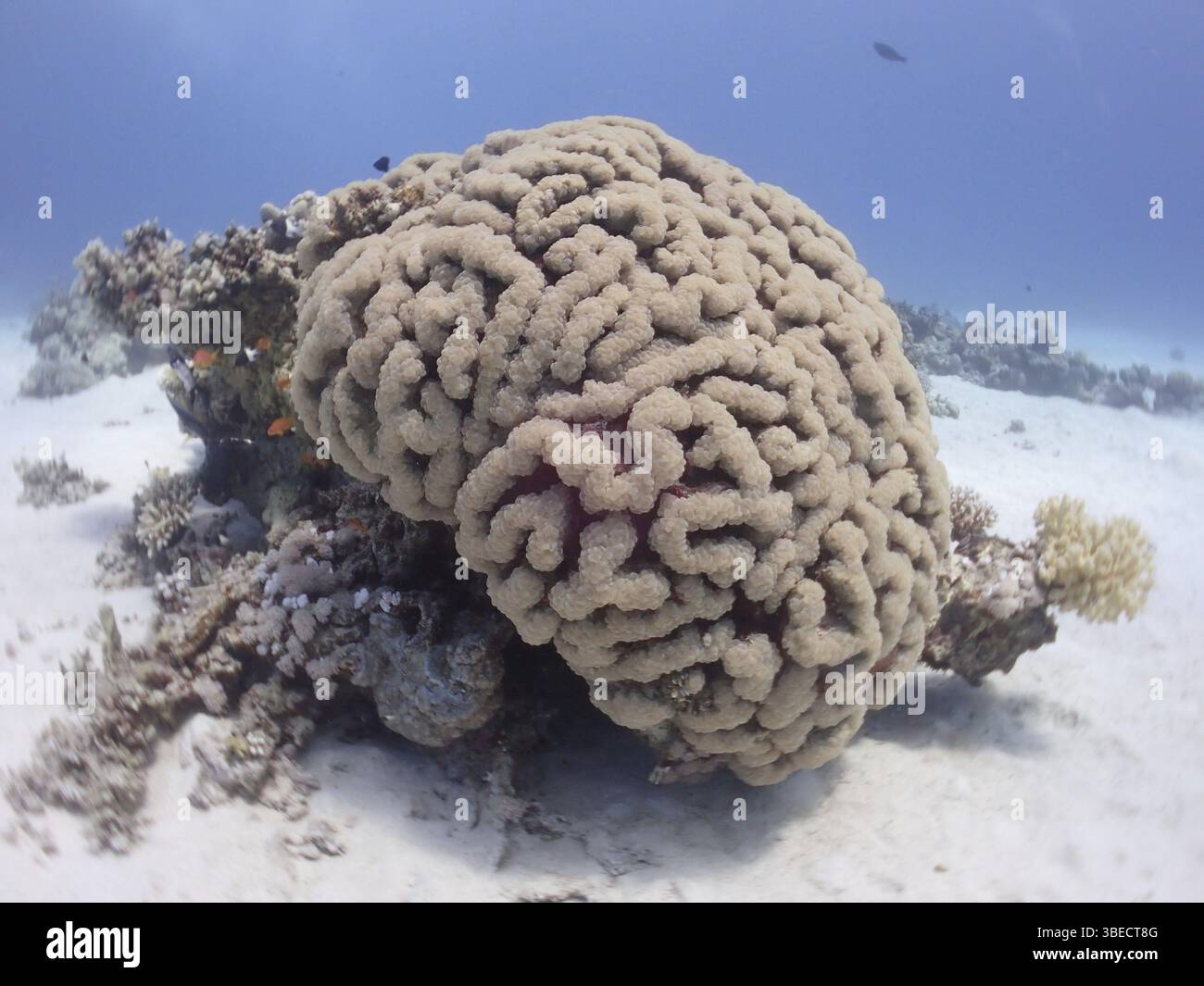 Bubble Coral (Plerogyra sinuosa) Stockfoto