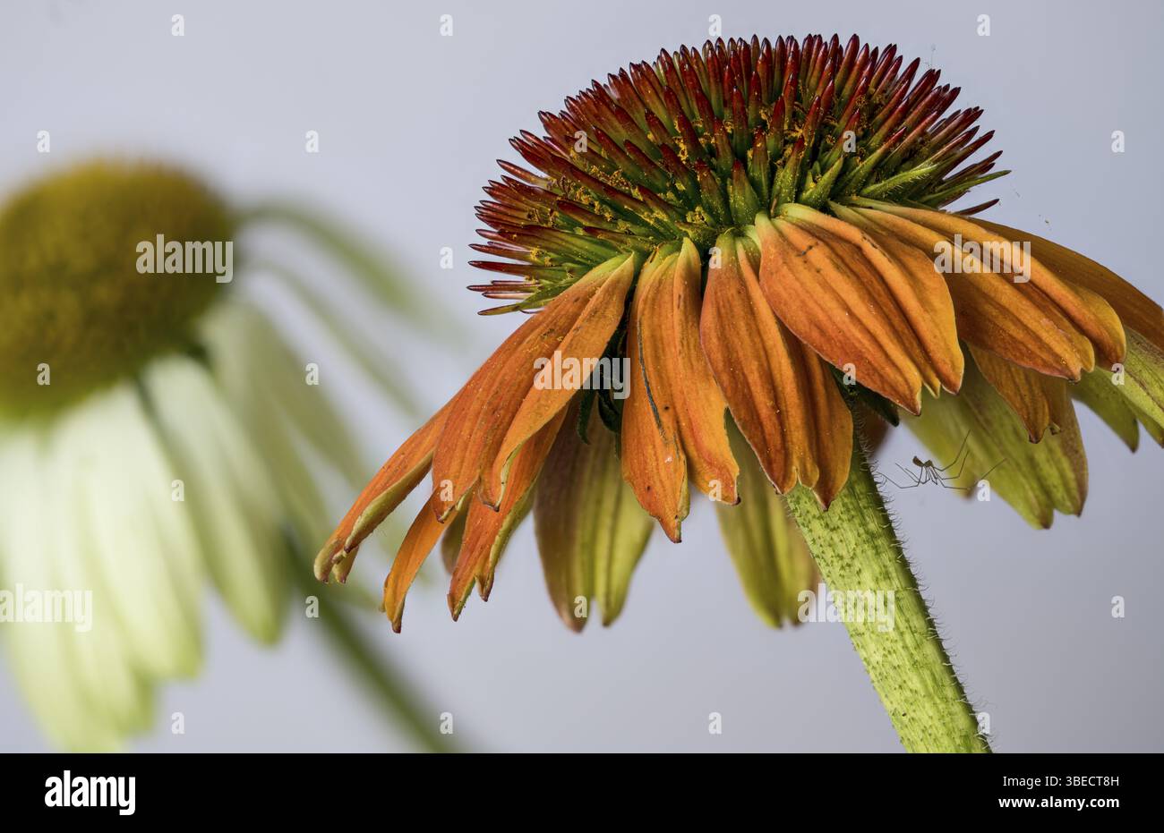 Echinacea purpurea, weiße und orangefarbene Gartenformen, Igelkopf (Echinacea purpurea) Stockfoto