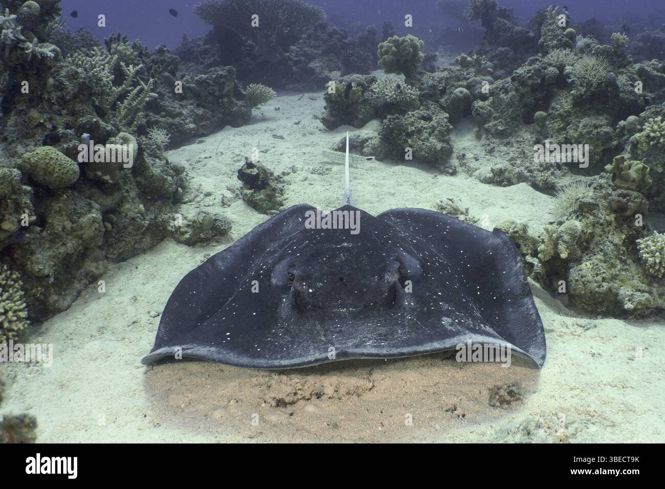 Schwarzgefleckter Stachelrochen (Taeniura meyeni) Stockfoto