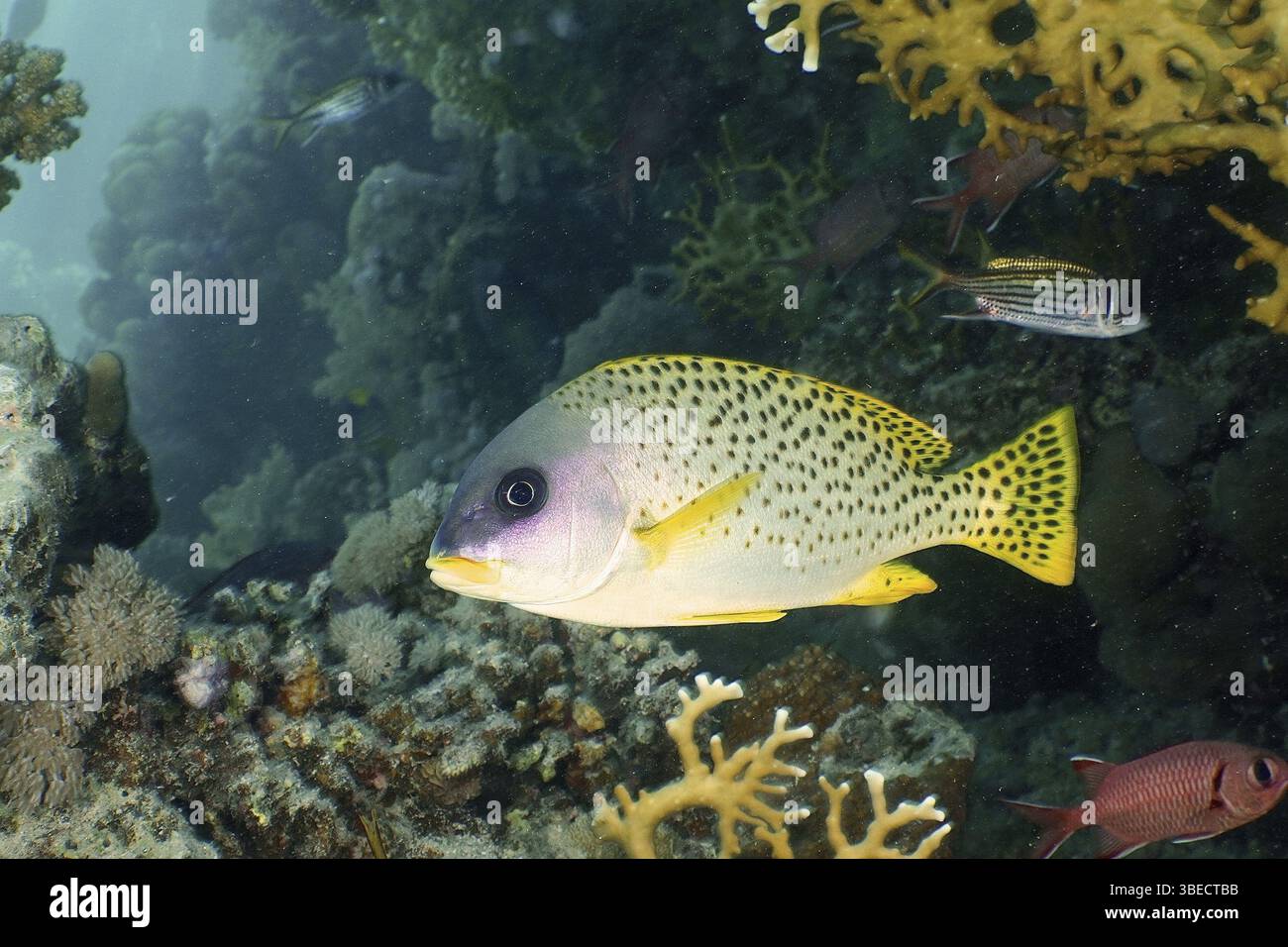 Schwarz gepunktete Süßlippen (Plectorhinchus gaterinus) Stockfoto