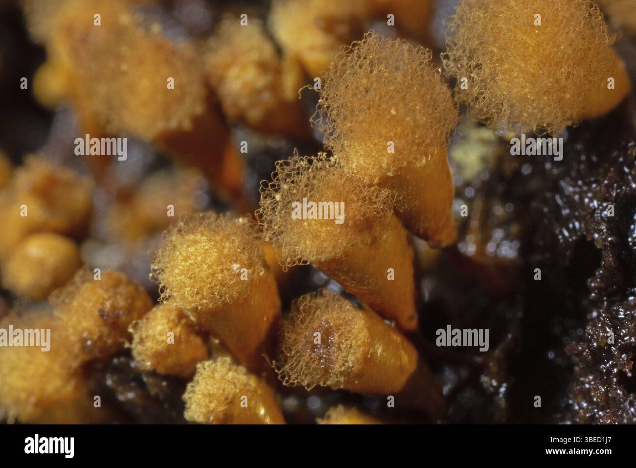 Gelbes Pseudohaarspray (Hemitrichia clavata) Stockfoto