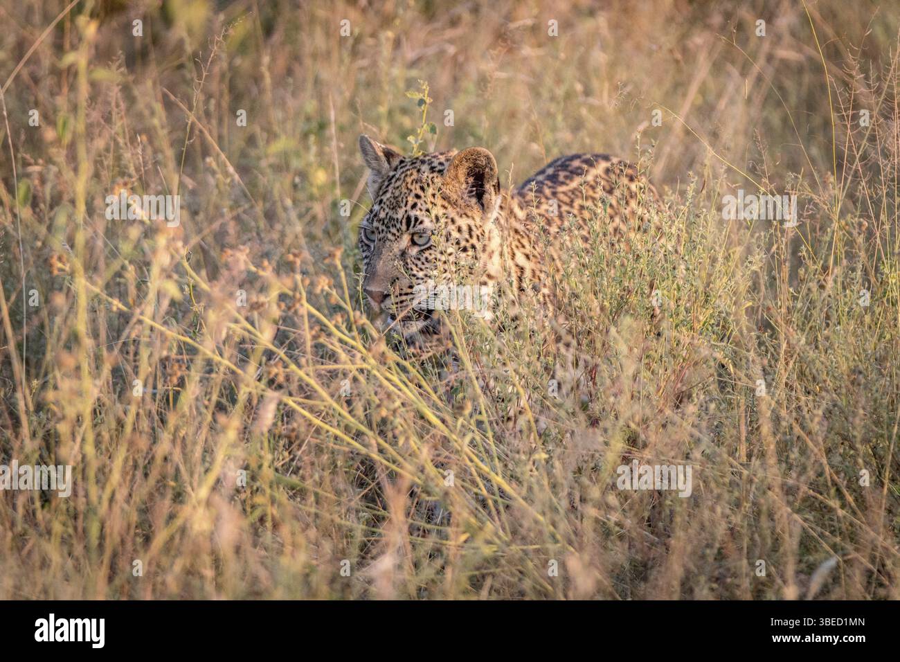 Ein Leopard versteckt sich im Gras im Sabi Sand Game Reserve, Südafrika, Afrika Stockfoto