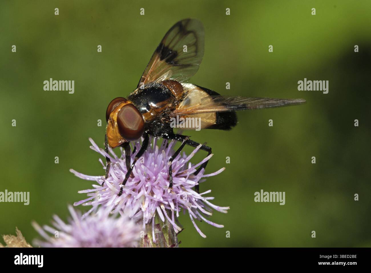 Pellucid Fly, Gemeine Hummel-Schwebfliege (Volucella pellucens) Stockfoto