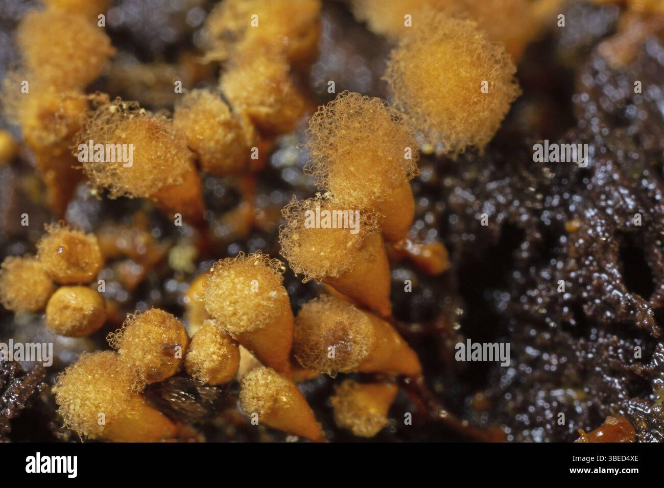 Gelbes Pseudohaarspray (Hemitrichia clavata) Stockfoto