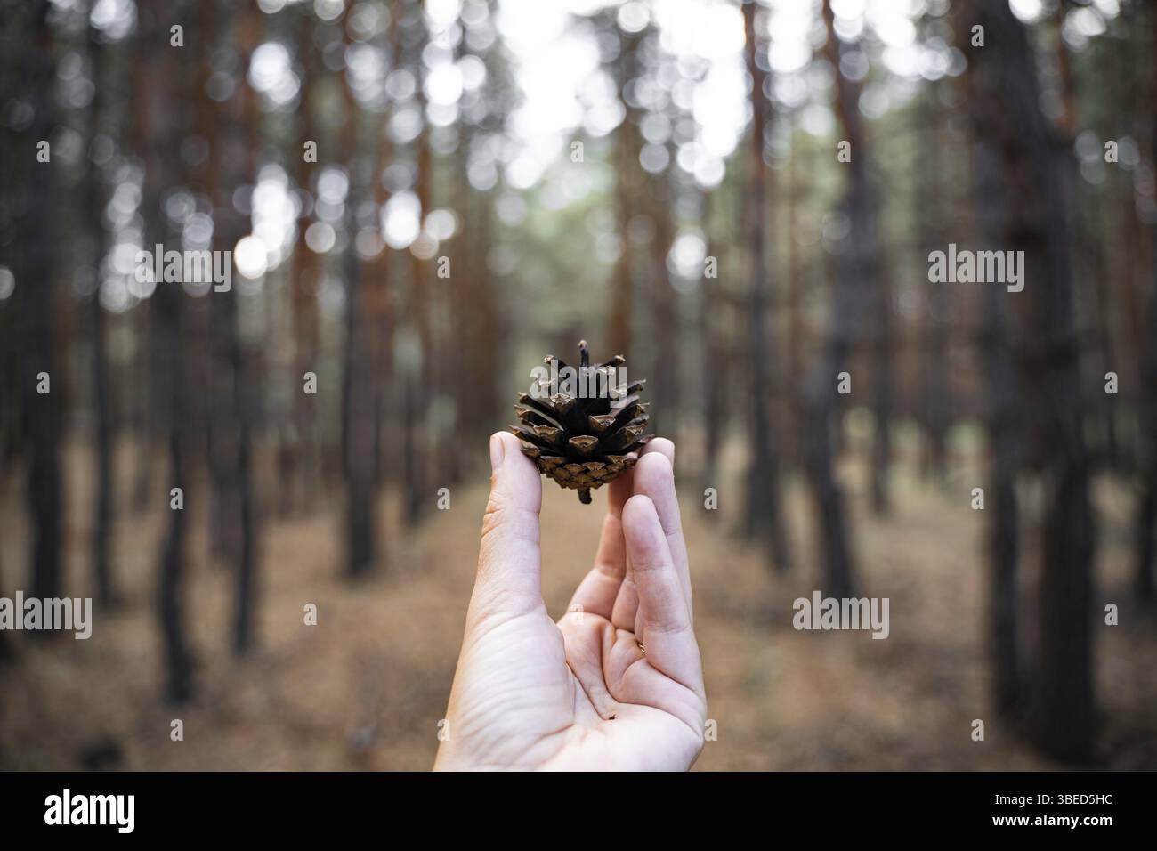 Hand hält Kieferkegel auf einem verschwommenen Wald Hintergrund. Naturnahes Konzept. Frische Luft, Heilung der psychischen Gesundheit. Digitale Entgiftung, unplugged-Konzept. Stockfoto