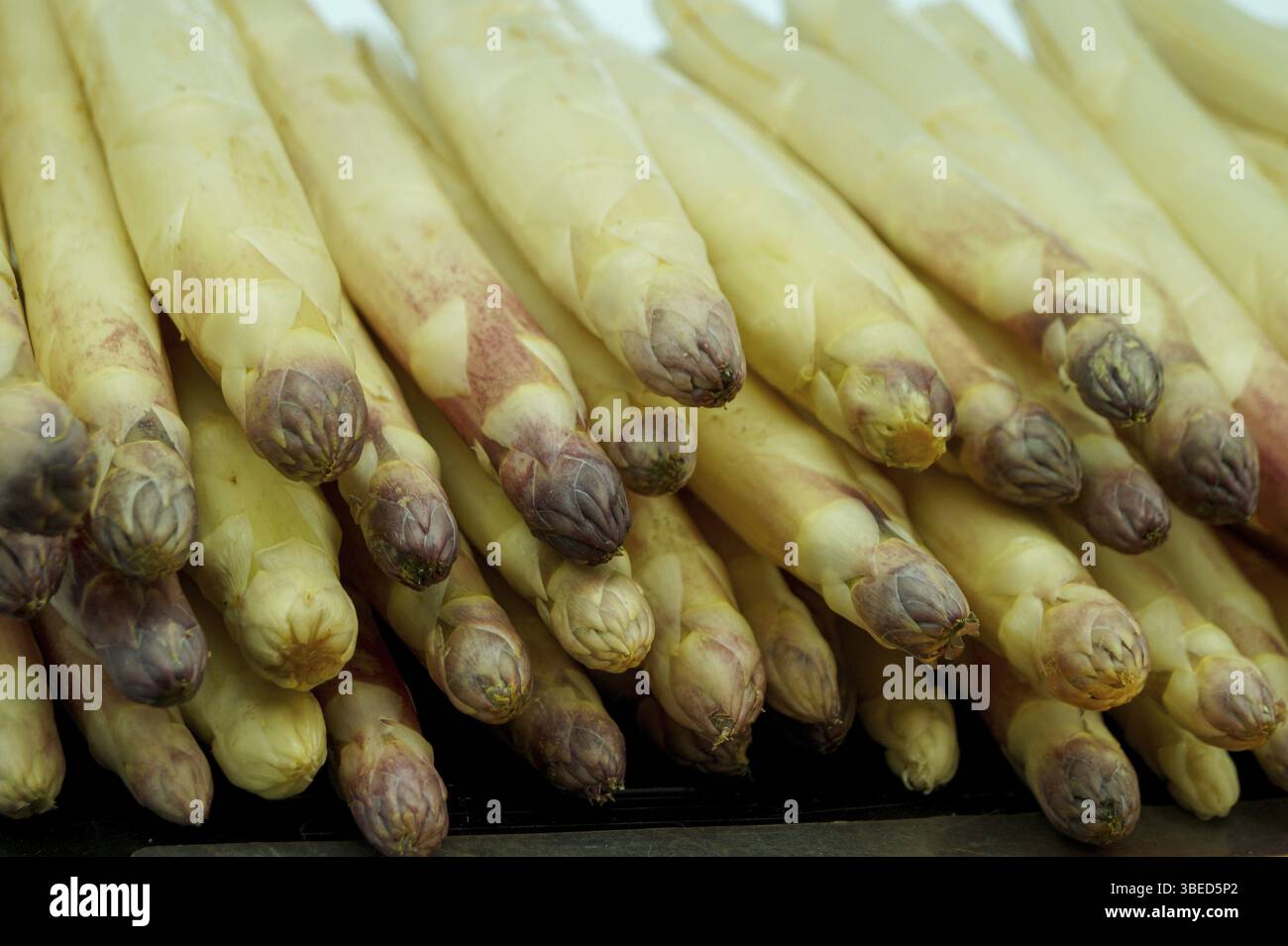 Violetter Spargel mit fein gefärbtem Kopf (Spargel officinalis) Stockfoto