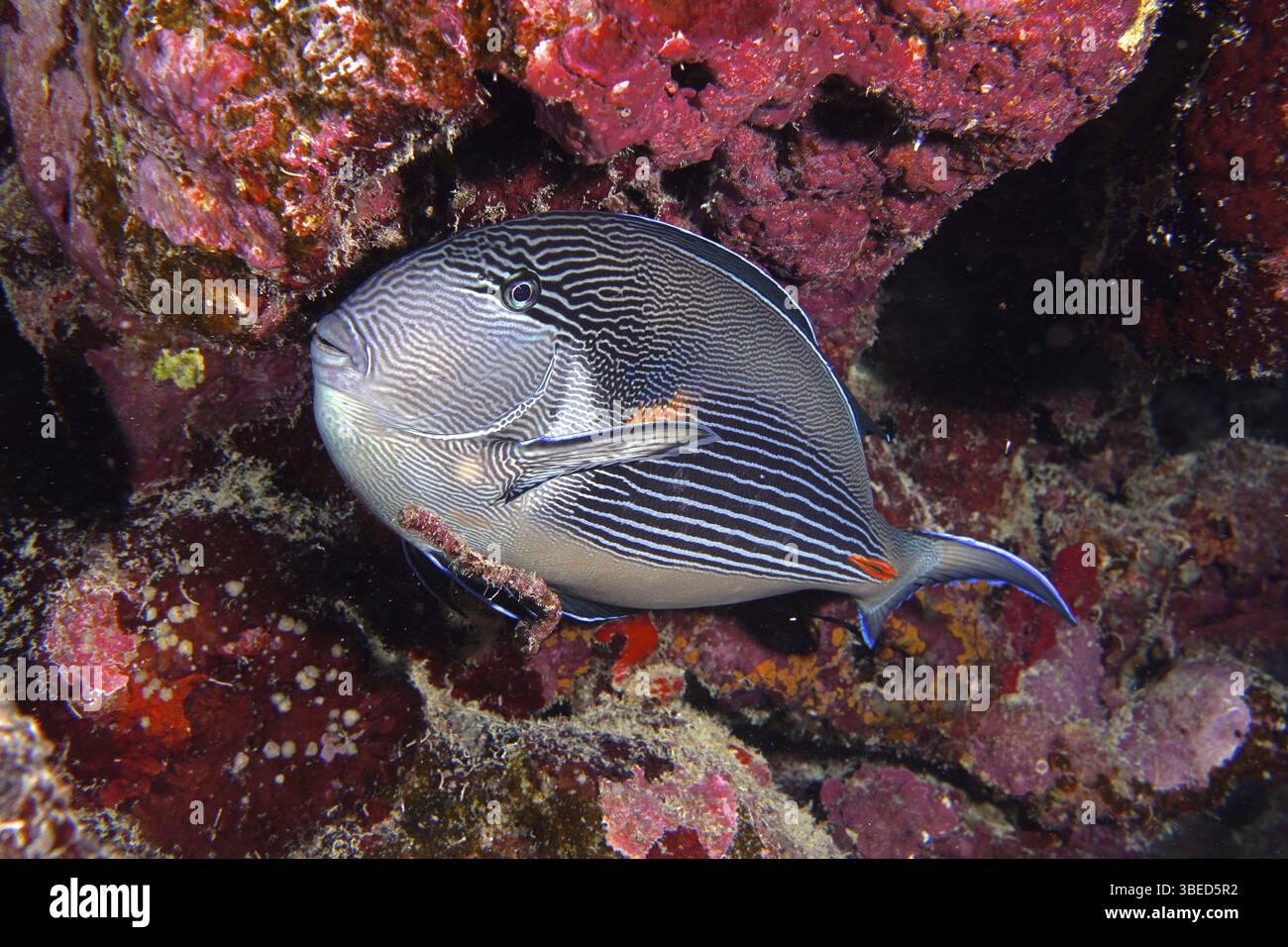 Rotmeerklown Chirurgenfisch (Acanthurus sohal) Stockfoto