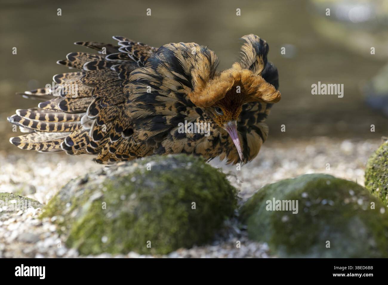 Kampfläufer (Philomachus Pugnax) Stockfoto