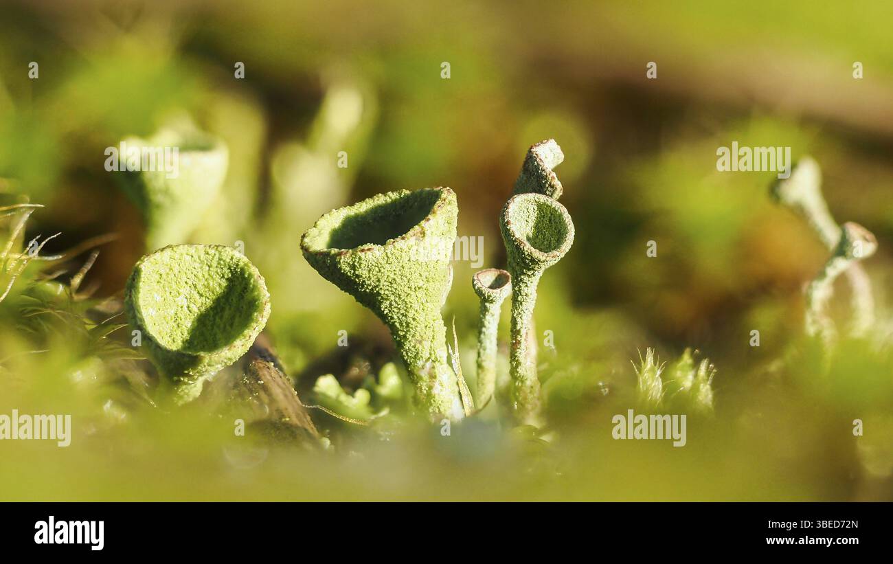 Echte Becherflechte (Cladonia pyxidata) Stockfoto