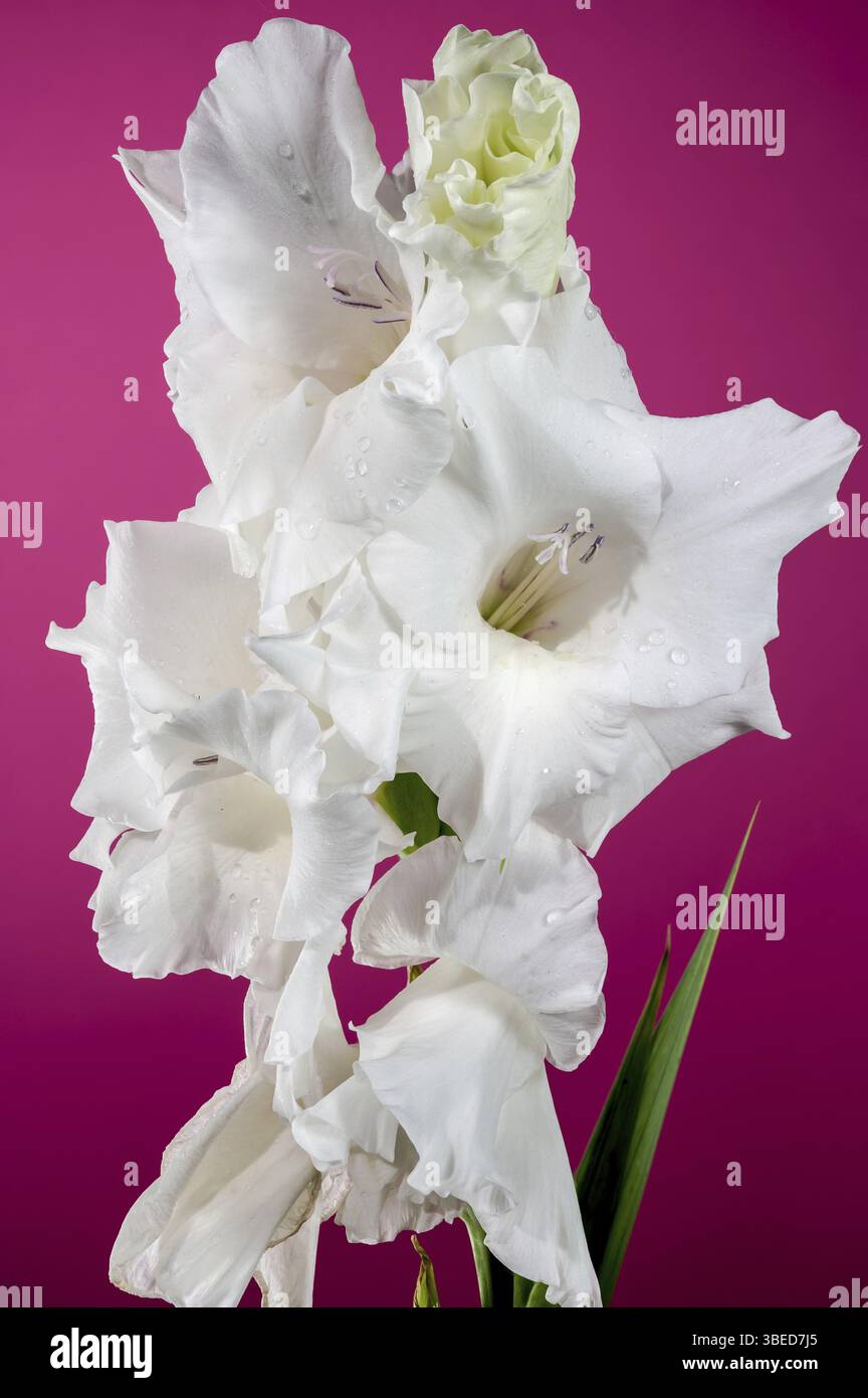 Wunderschöner blühender weißer Gladiol Alexander der große auf rosa Hintergrund. Blumenkopf Nahaufnahme, Odessa, Ukraine, Europa Stockfoto