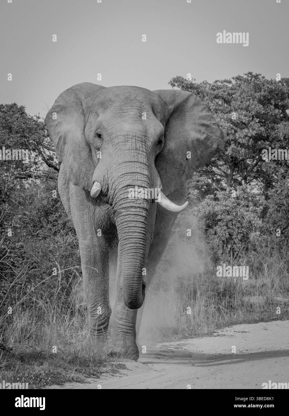 Elefant geht in Richtung der Kamera im Kruger-Nationalpark, Südafrika, Afrika Stockfoto