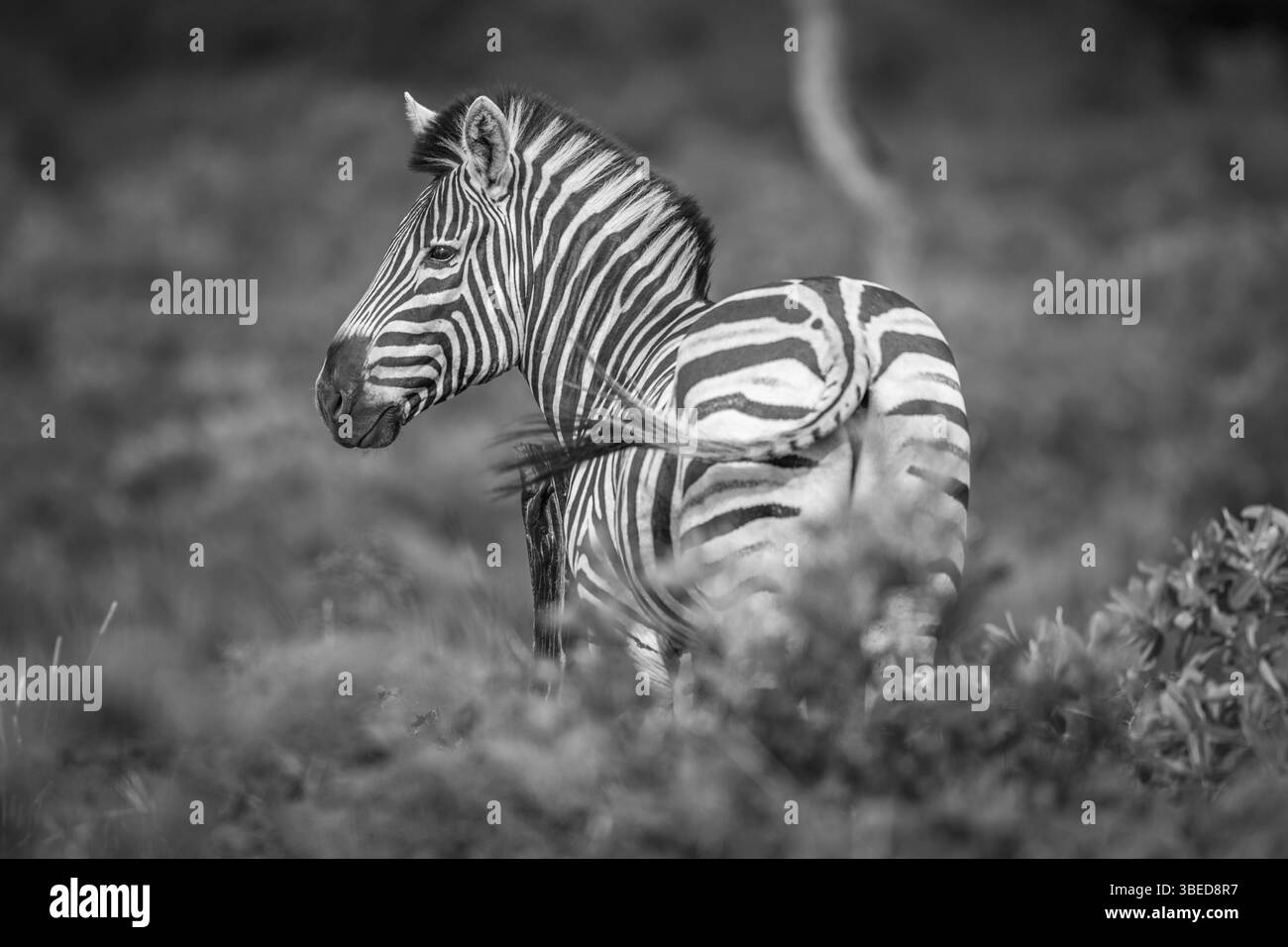 Zebra mit der Kamera in Schwarz-weiß im Kruger-Nationalpark, Südafrika, Afrika Stockfoto