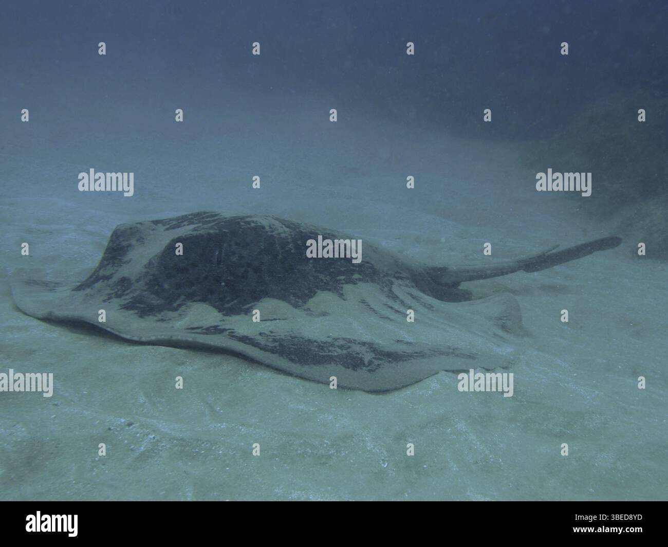 Schwarzgefleckter Stachelrochen (Taeniura meyeni) Stockfoto