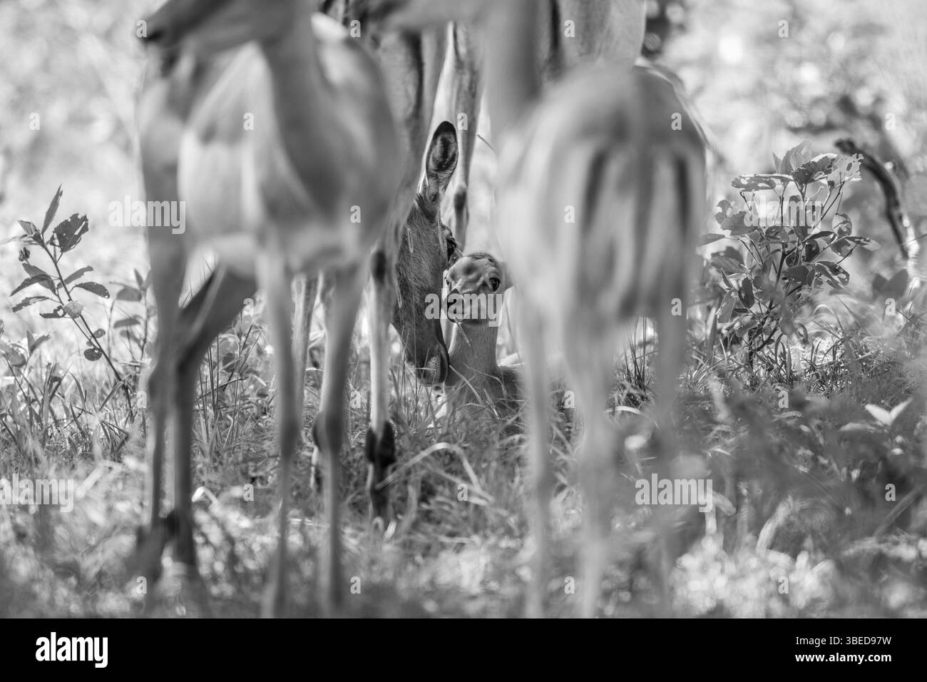 Baby Impala verbindet sich mit seiner Mutter in Schwarz-weiß im Kruger-Nationalpark, Südafrika, Afrika Stockfoto