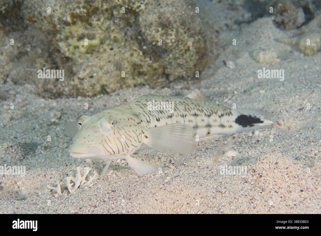 Schwarzfleckiger Sandbarsch (Parapercis hexophthalma) Stockfoto