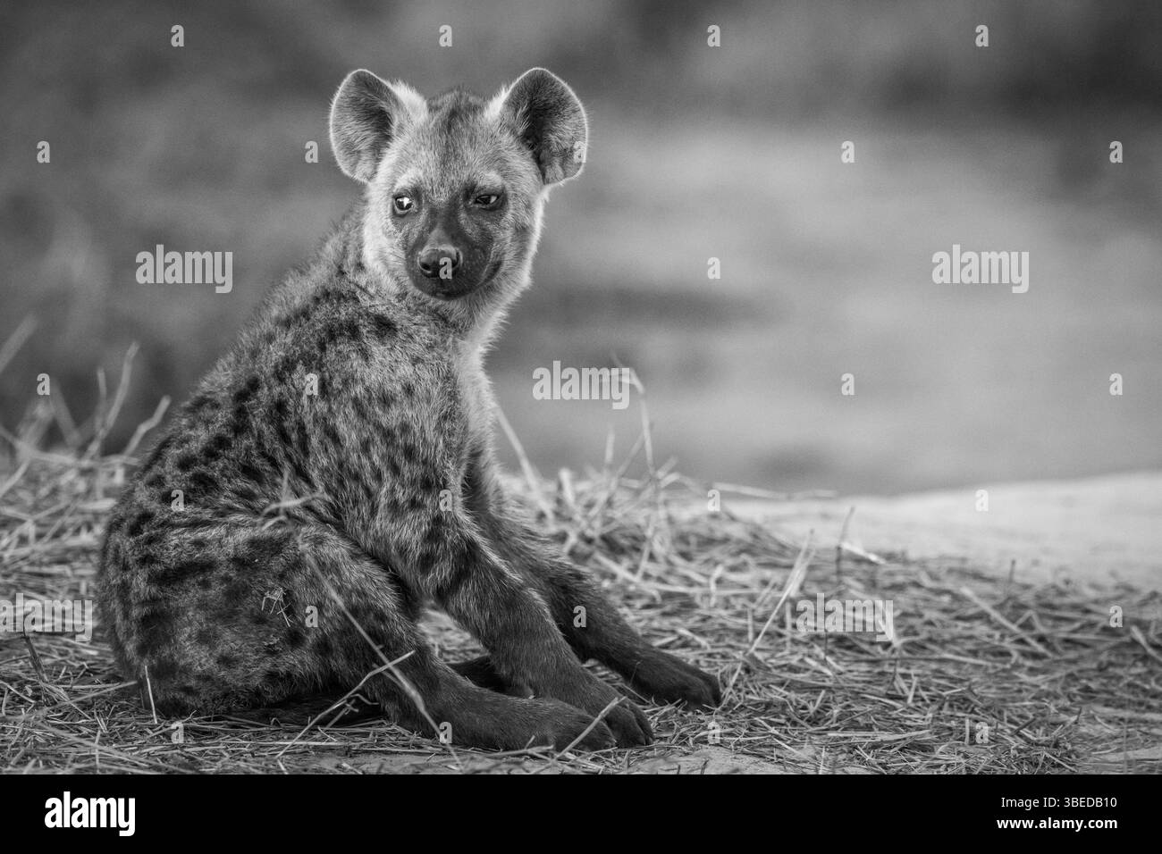 Junge gefleckte Hyäne sitzt in Schwarz-weiß im Chobe-Nationalpark, Botswana, Afrika Stockfoto