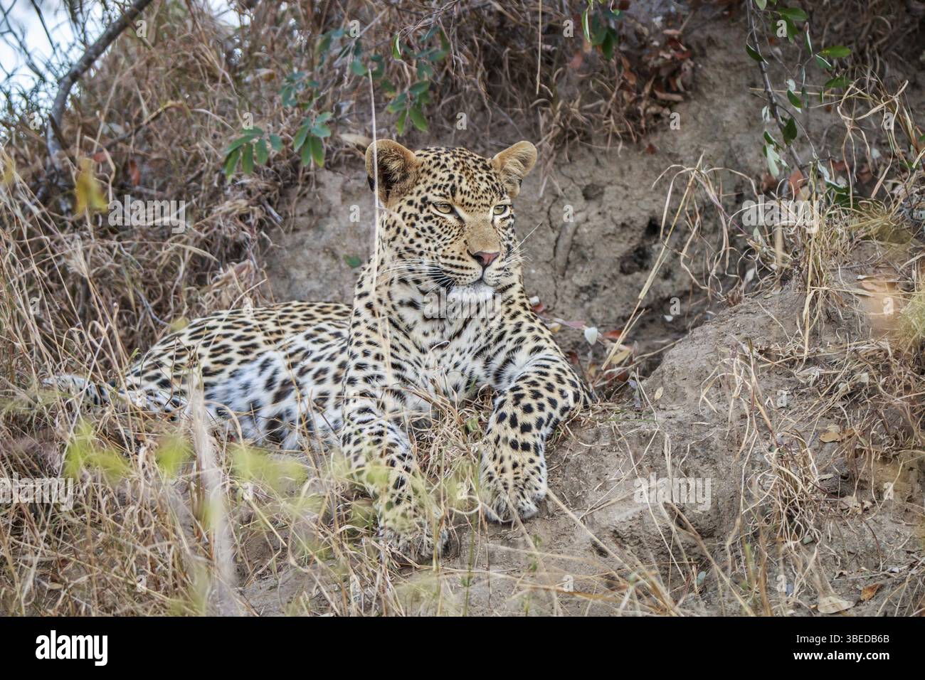 Leopard liegt im Gras im Kruger-Nationalpark, Südafrika, Afrika Stockfoto