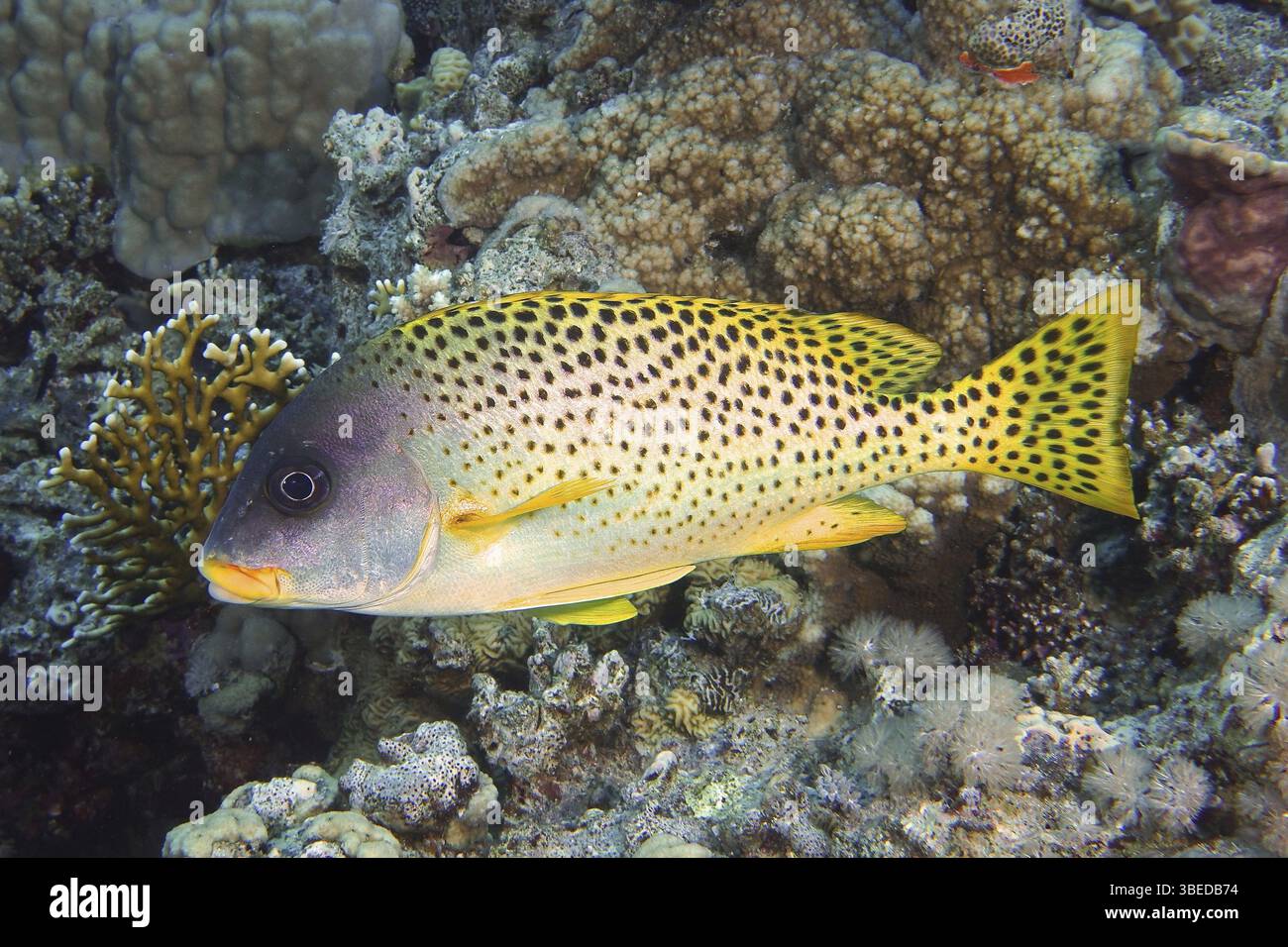 Schwarz gepunktete Süßlippen (Plectorhinchus gaterinus) Stockfoto