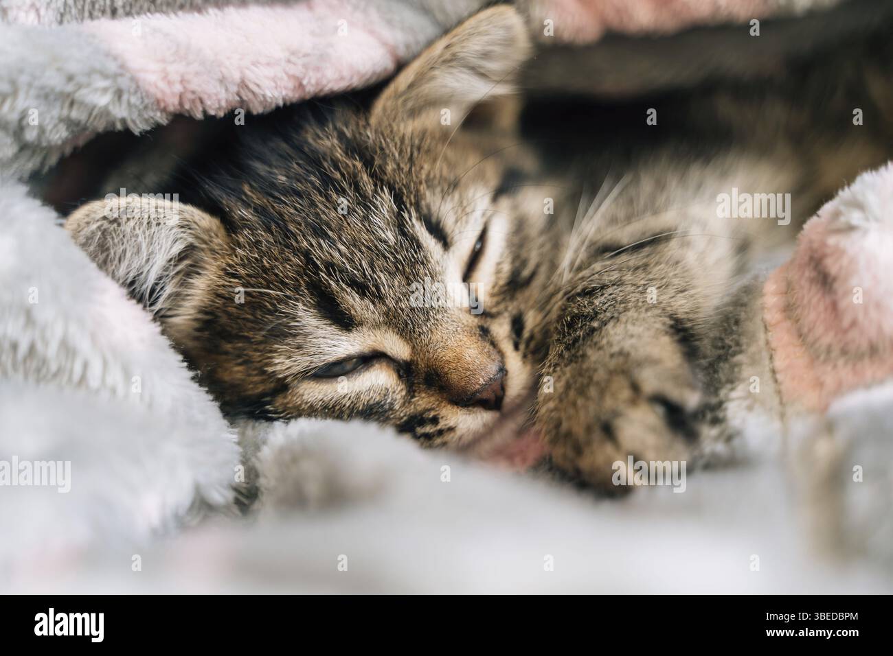 Schlafendes Kätzchen in grauer weicher Decke. Niedlicher Katzenfreund. Catnap-Gewohnheiten und Schlaftraining. Gemütliches Zuhause mit Haustier. Katzenimpfung. Stockfoto