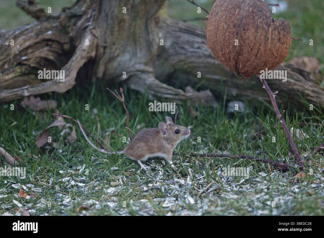 Waldmaus (Apodemus Sylvaticus) Stockfoto