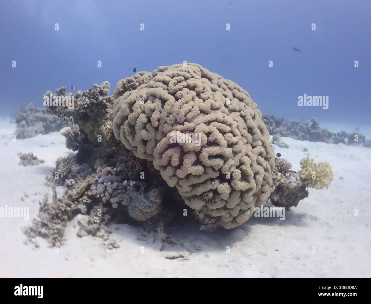Bubble Coral (Plerogyra sinuosa) Stockfoto