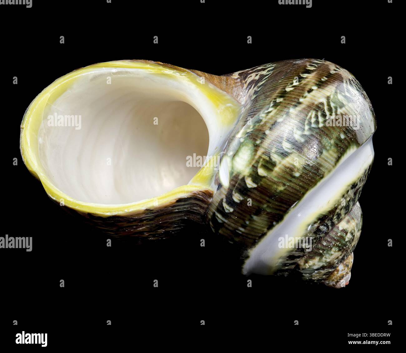 Polierte GRÜNE, mit JADESTREIFEN versehene Turbo EINSIEDLERKREBSE Sea Shell auf schwarzem Hintergrund mit komplizierten Texturen und Mustern, Ukraine, Europa Stockfoto