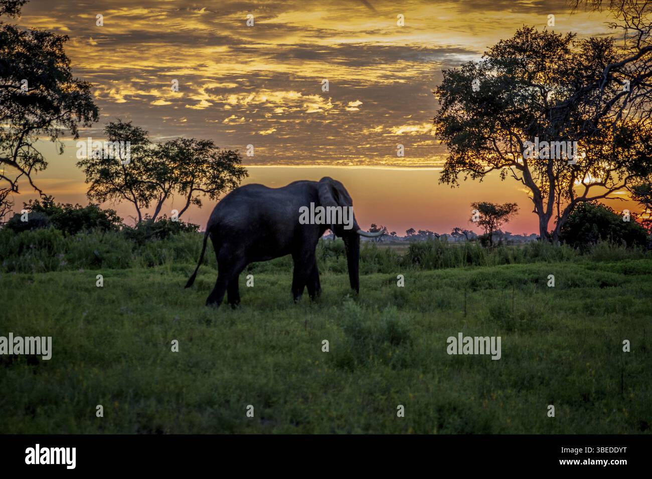 Elefantenwanderung bei Sonnenuntergang im Okavango Delta, Botswana, Afrika Stockfoto