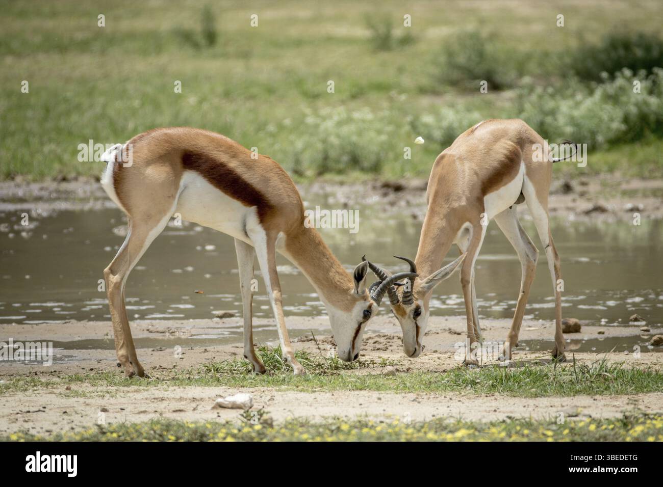 Zwei Springsböcke kämpfen im Kalagadi Transfrontier Park, Südafrika, Afrika Stockfoto