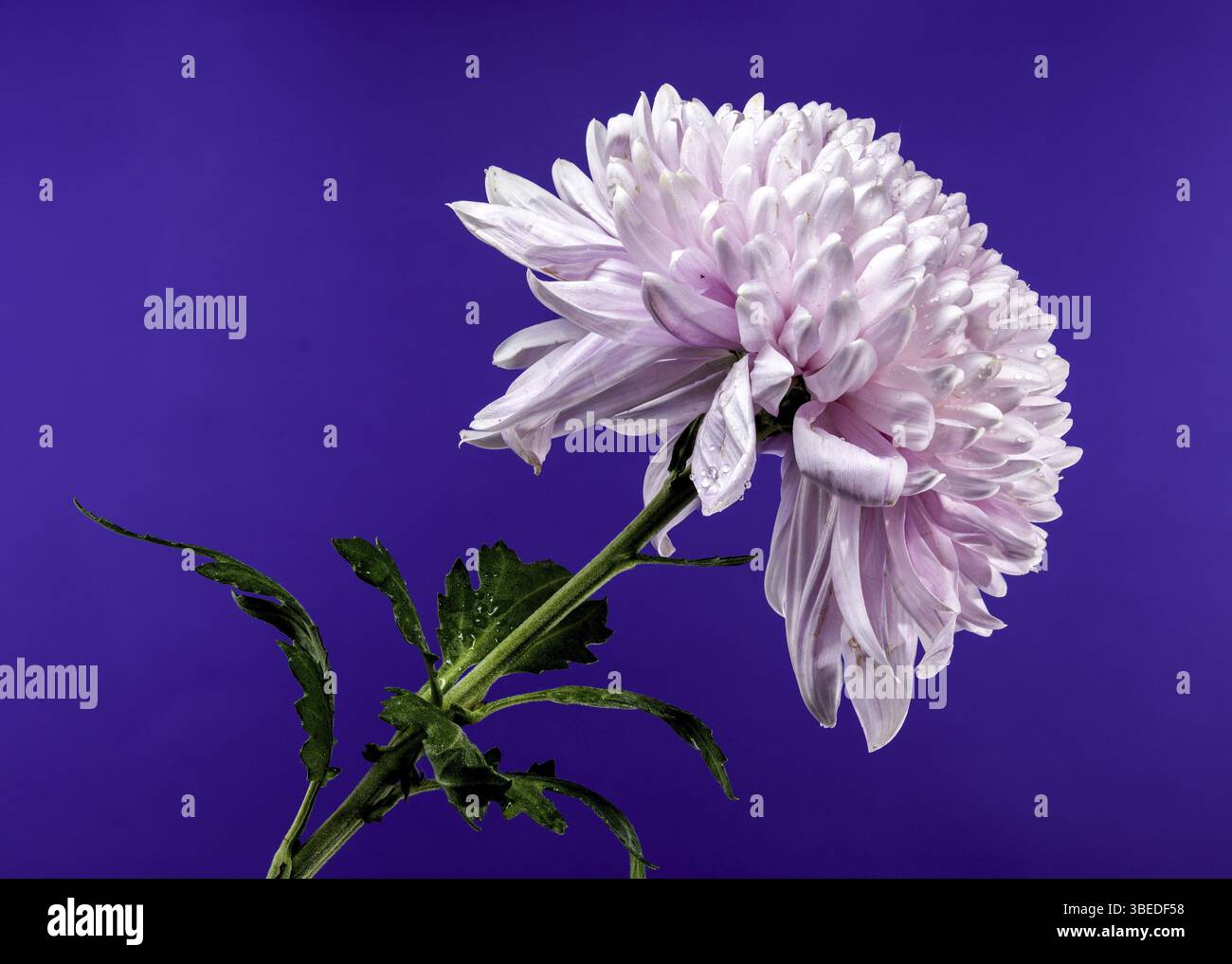 Blühendes rosafarbenes dunkles Rossano Chrysantheme auf einem lila Hintergrund. Blumenkopf Nahaufnahme, Odessa, Ukraine, Europa Stockfoto