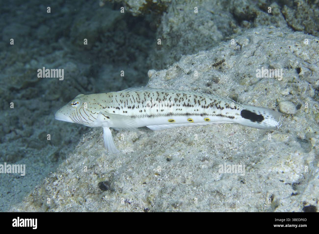 Schwarzfleckiger Sandbarsch (Parapercis hexophthalma) Stockfoto
