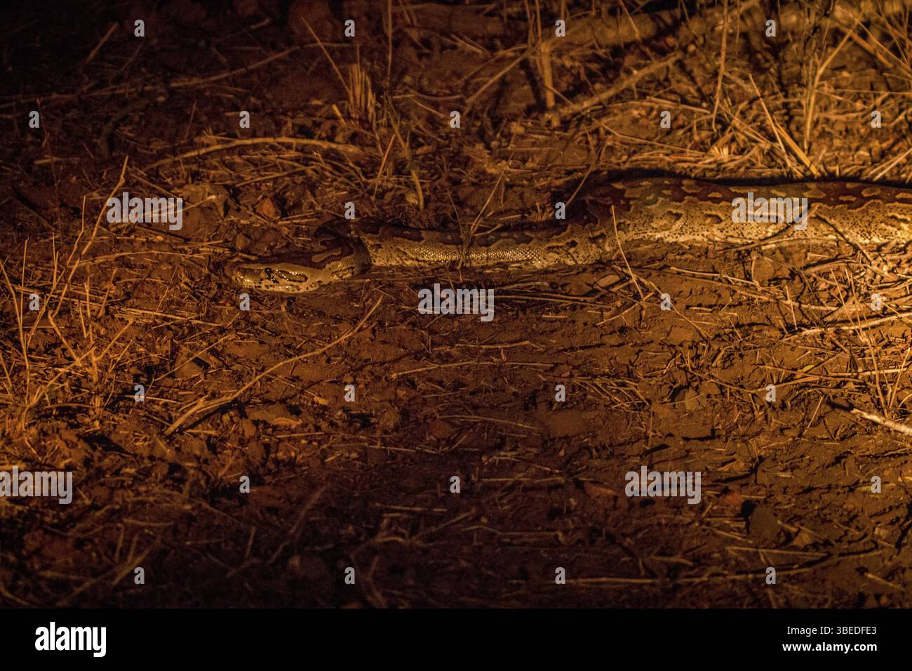Afrikanische Steinpython bei Nacht im Rampenlicht im Kruger-Nationalpark, Südafrika, Afrika Stockfoto