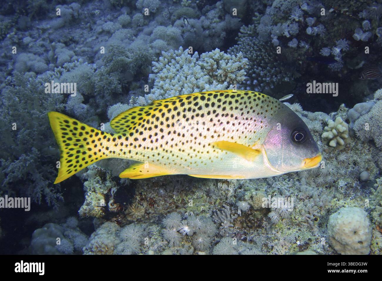 Schwarz gepunktete Süßlippen (Plectorhinchus gaterinus) Stockfoto